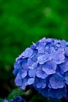 绣球花 