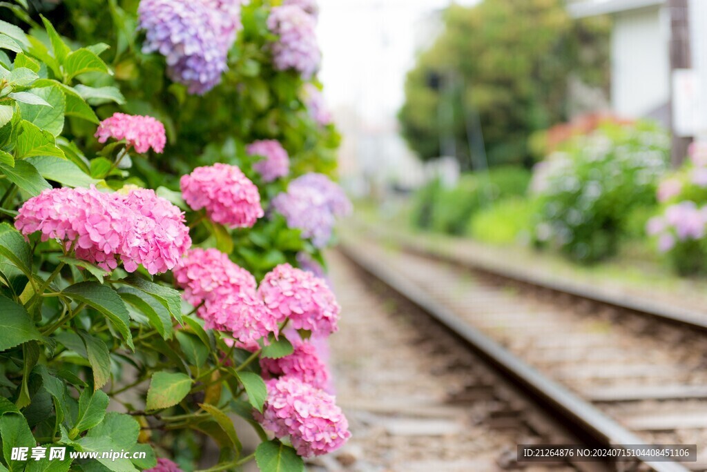绣球花 