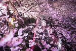 粉色桃花