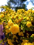 黄木香花