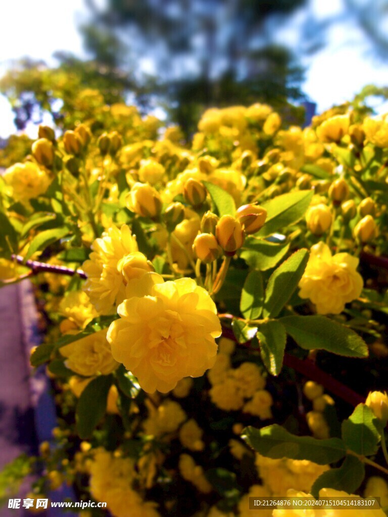 黄木香花