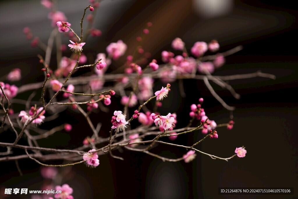 梅花