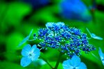 琼花