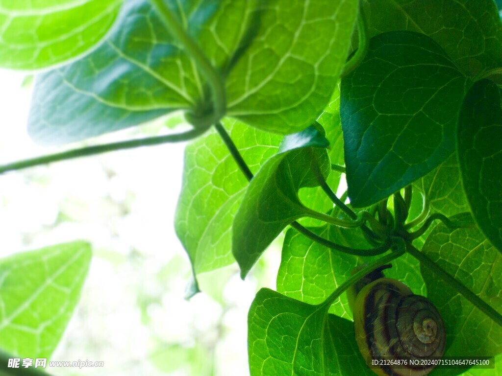树叶