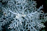 雪花素材 