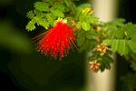 朱缨花