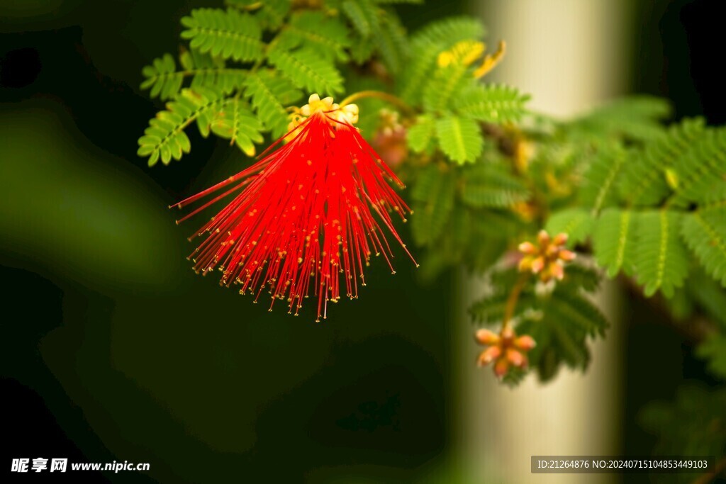 朱缨花