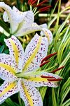 百合花