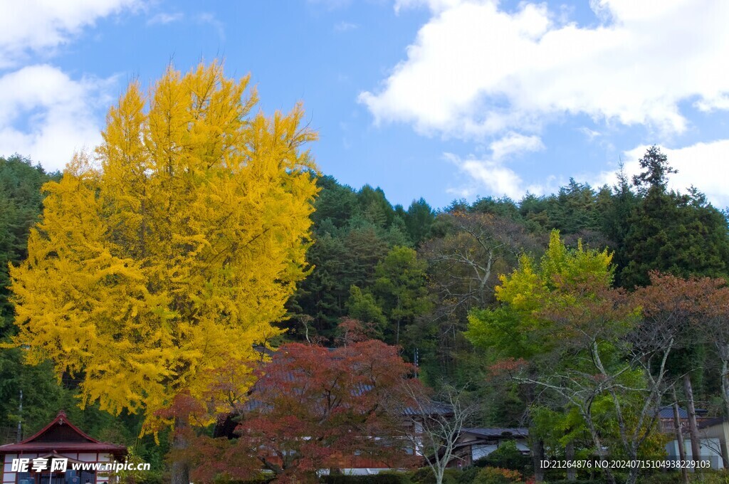 银杏树