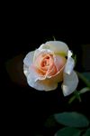 月季花