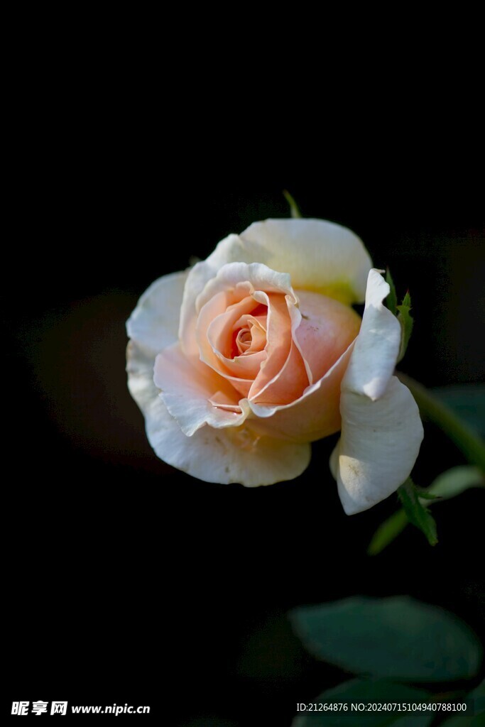 月季花