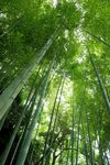 竹林