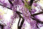 蓝花楹