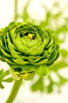 绿色玫瑰花