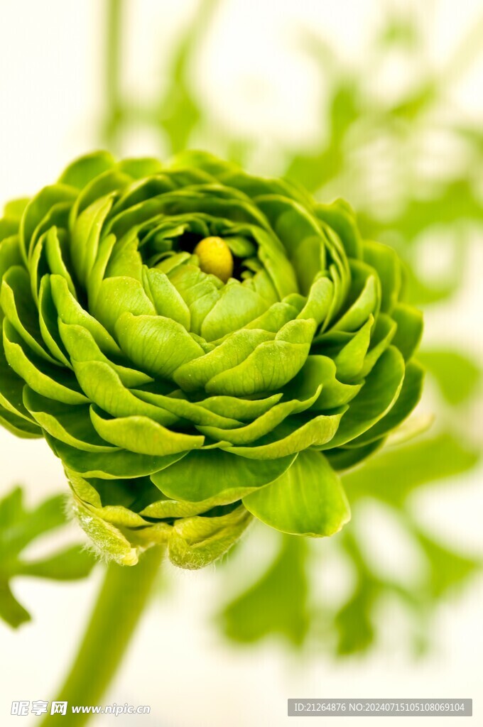 绿色玫瑰花