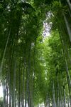 竹林