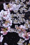 梅花素材