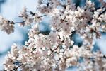 梅花素材