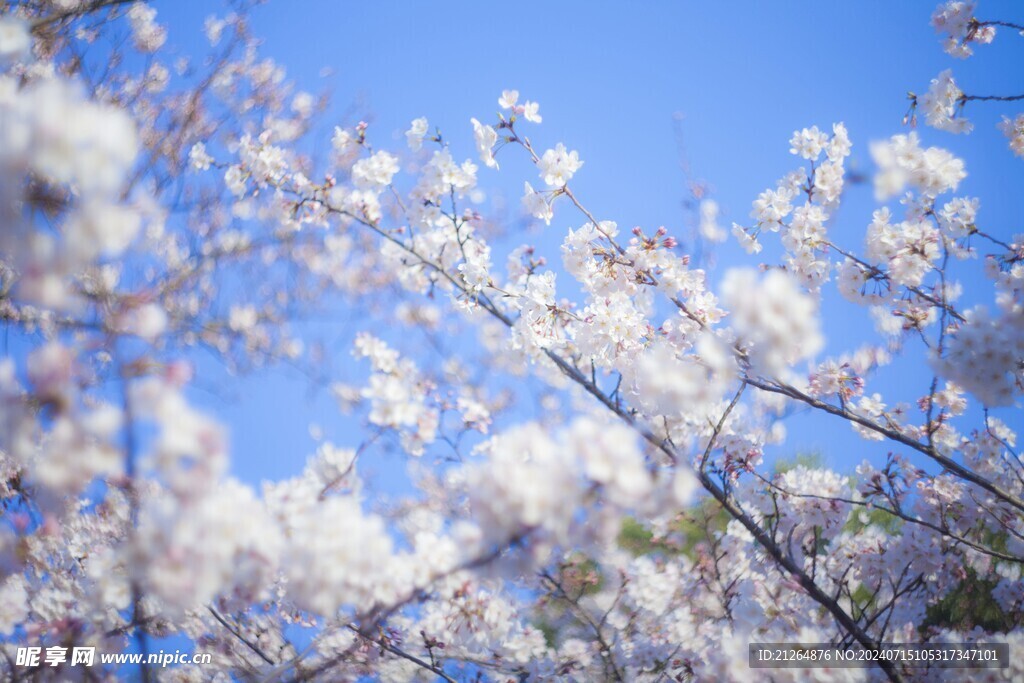 梅花素材