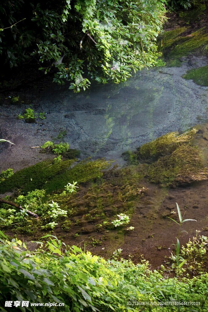 森林美景