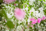 蝴蝶花