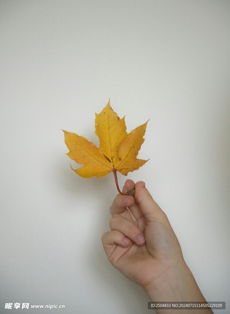 枫叶