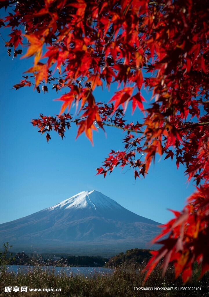枫叶