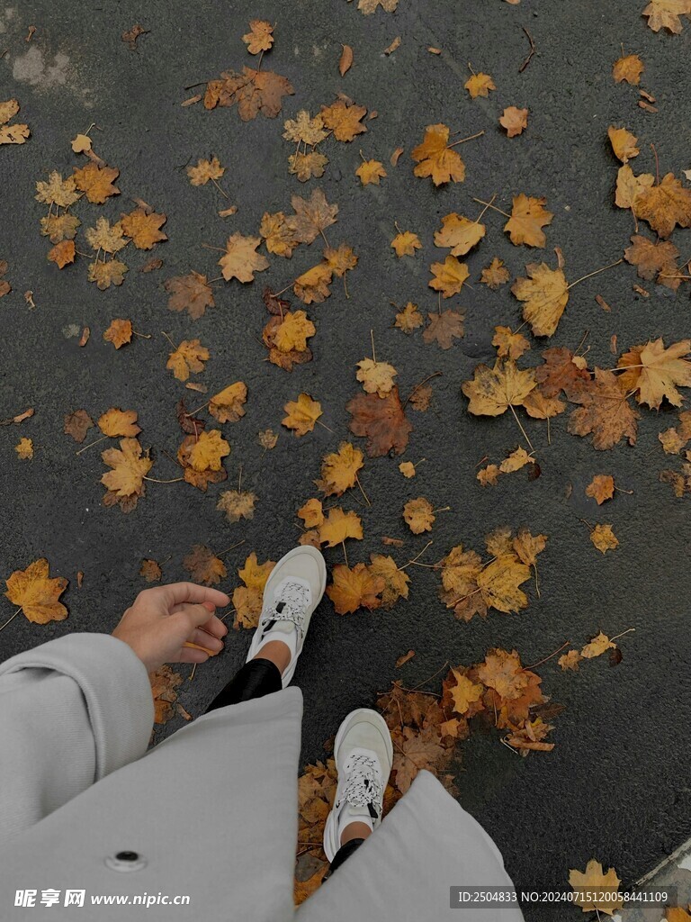 枫叶