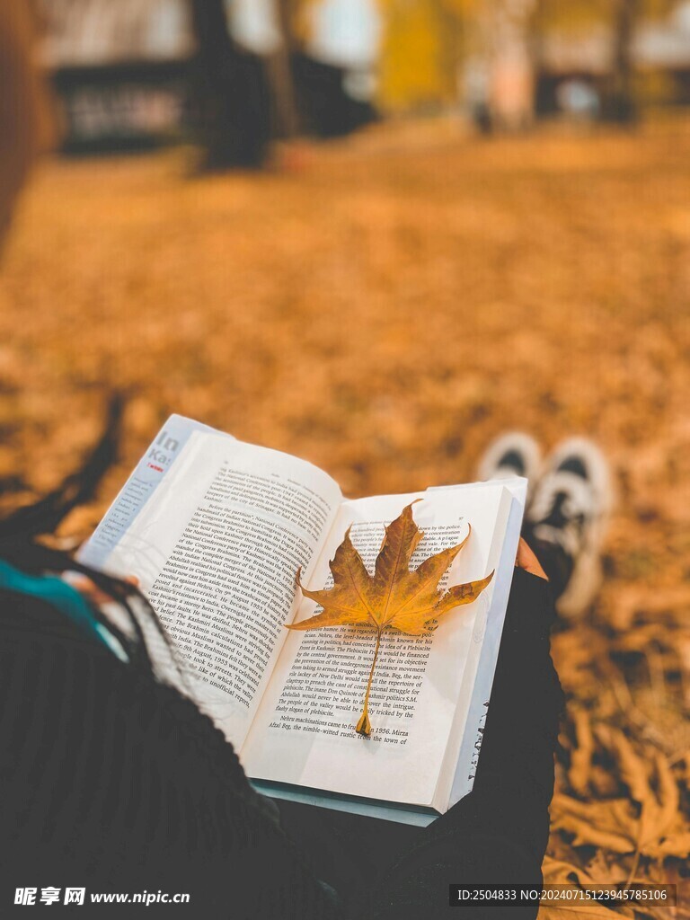 枫叶