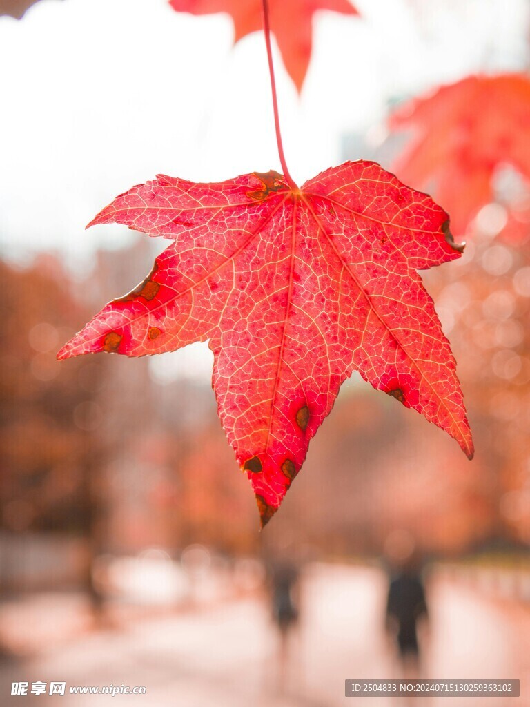 枫叶