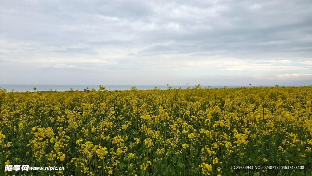 油菜花