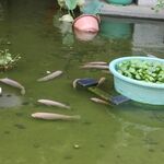 鱼池 