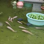鱼池