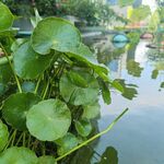 鱼池  