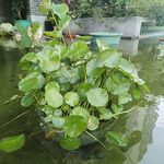 鱼池 
