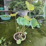 鱼池 