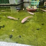 鱼池
