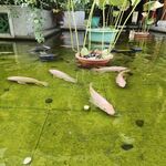 鱼池  