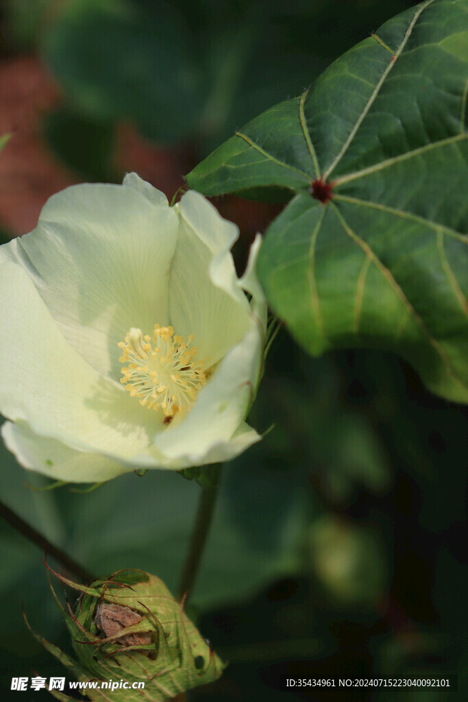 白色开花植物特写