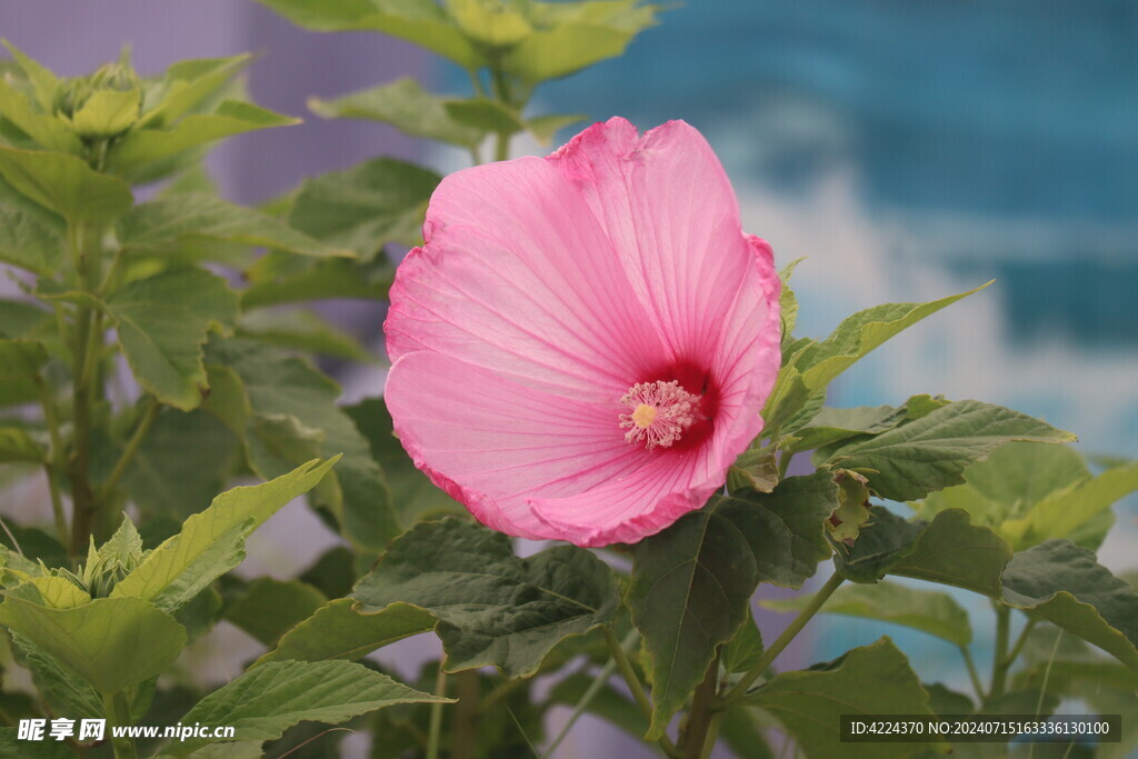 芙蓉葵