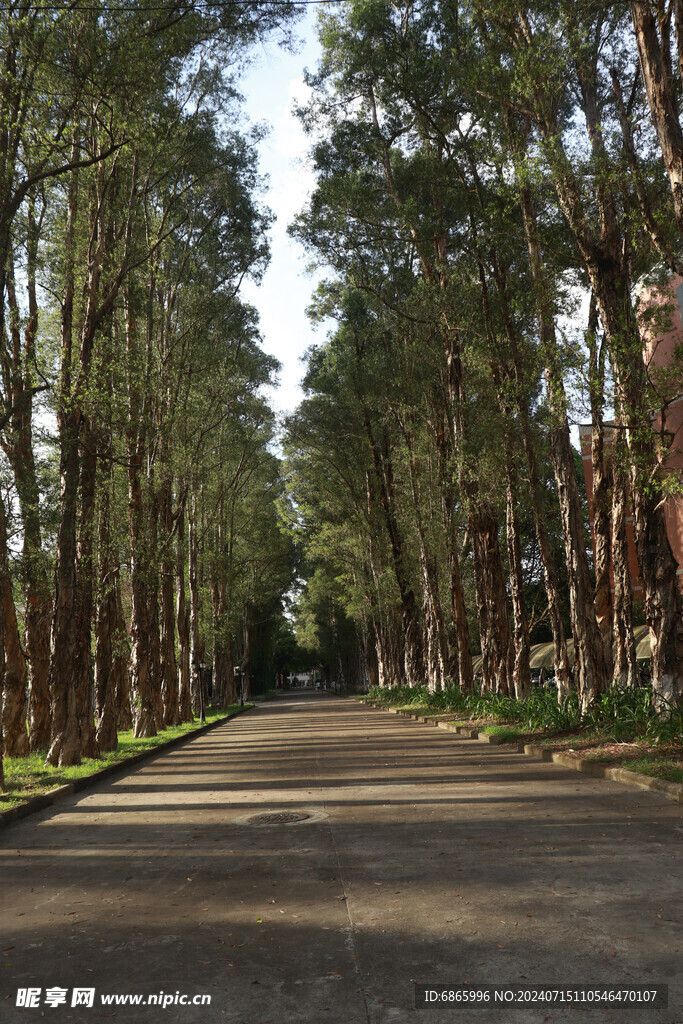 林荫道路