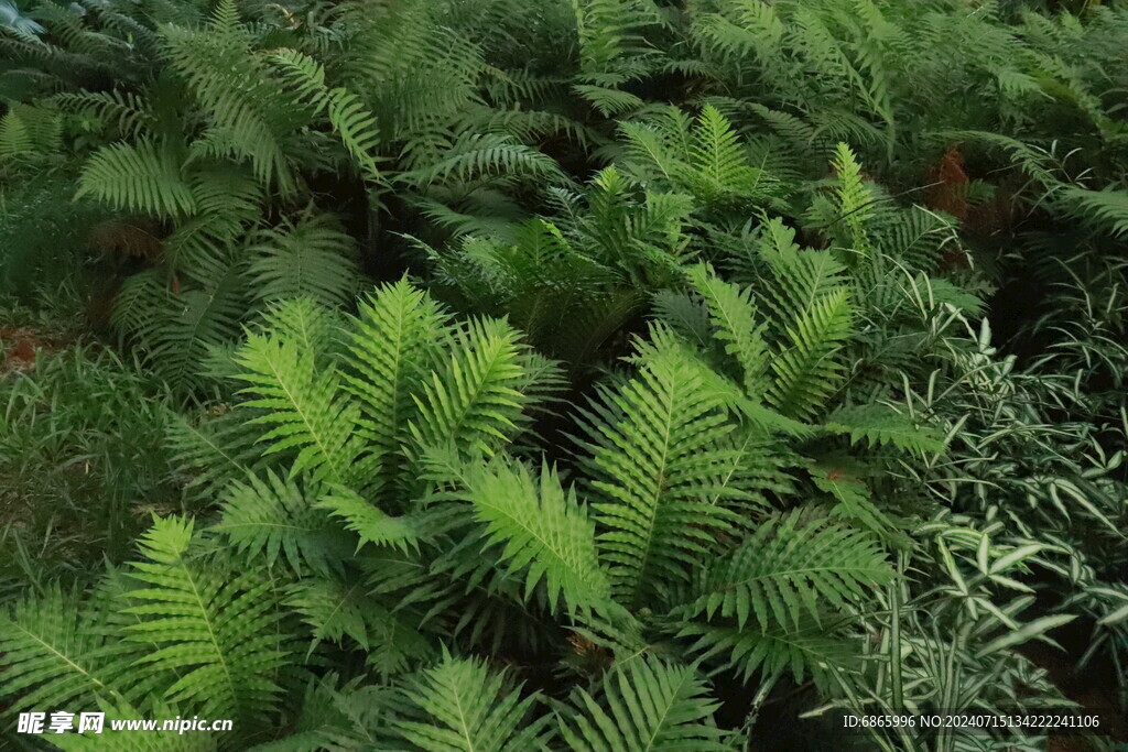 蕨类植物