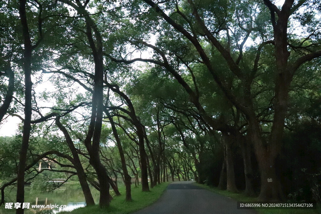 林荫道路