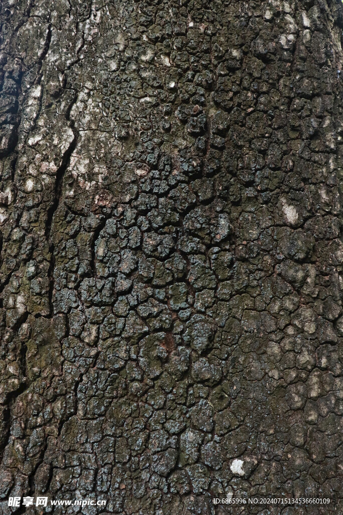 树皮纹理