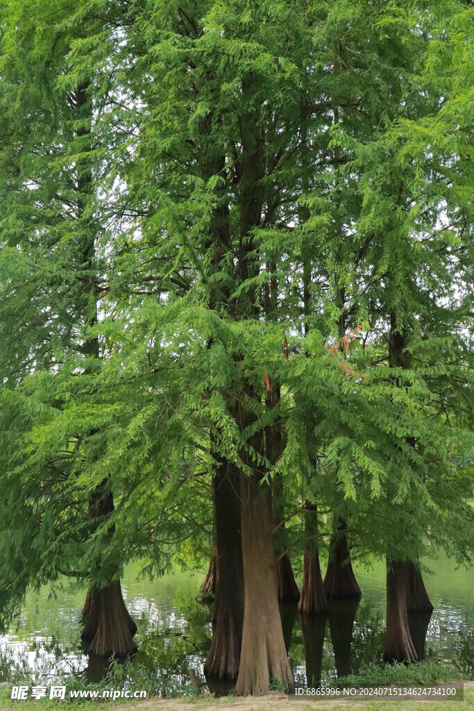 水杉群落