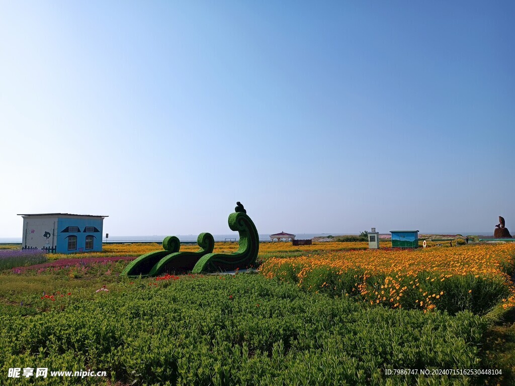 巢湖船塘花海