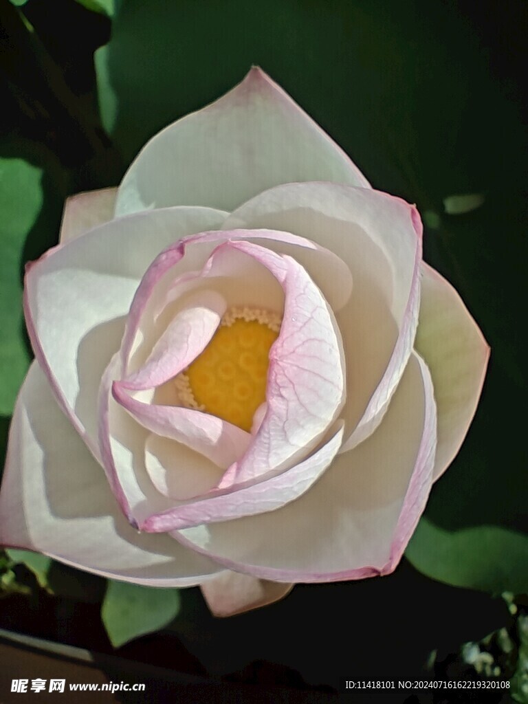 荷花