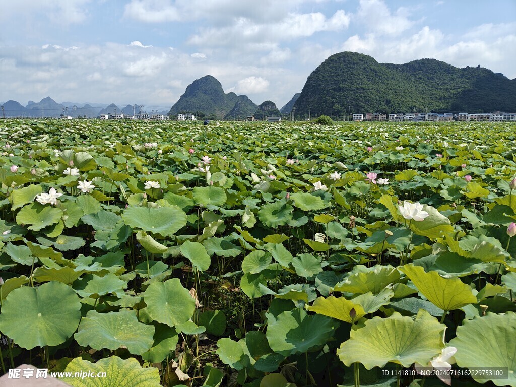 成片荷叶  荷塘