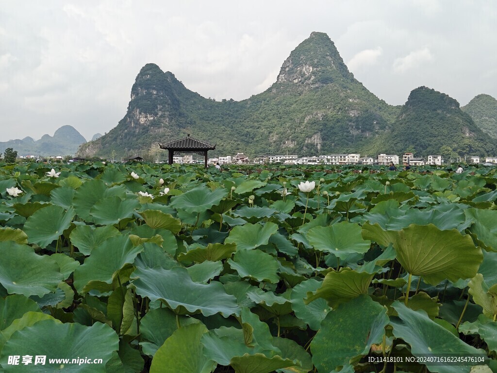 荷花  荷叶  自然风景  粉