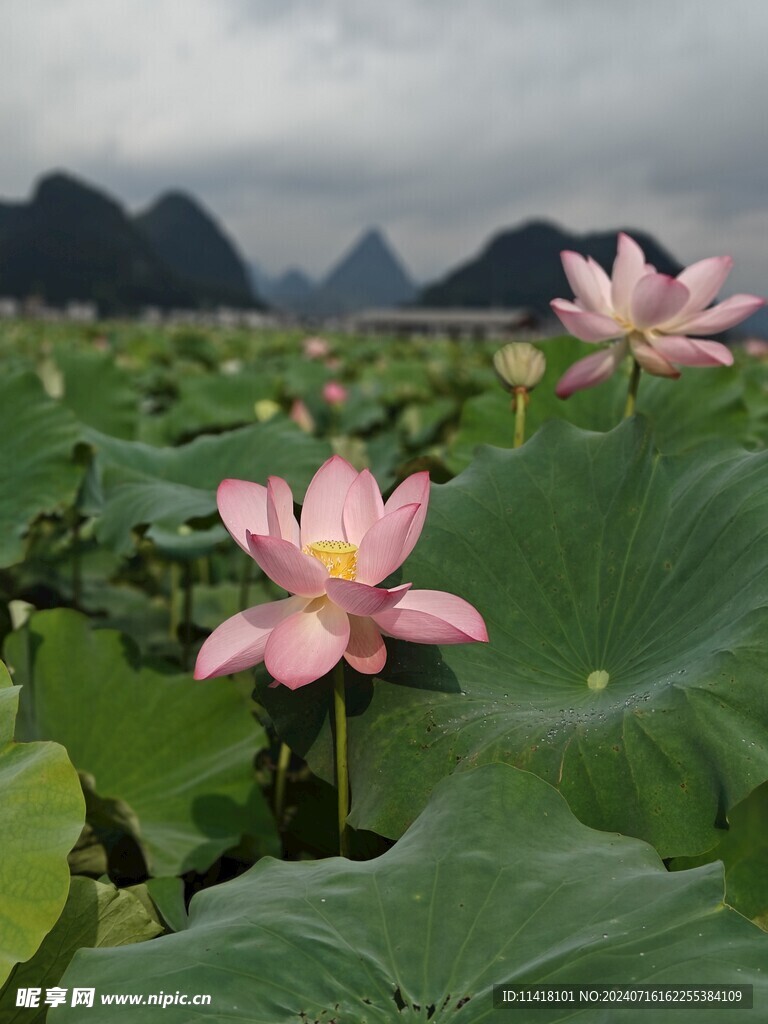 盛开的荷花